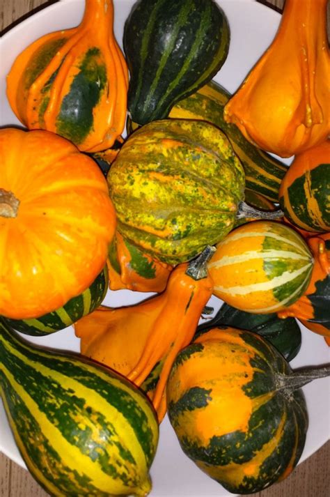 Enchanting your Palate: Magical Recipes with Gourds